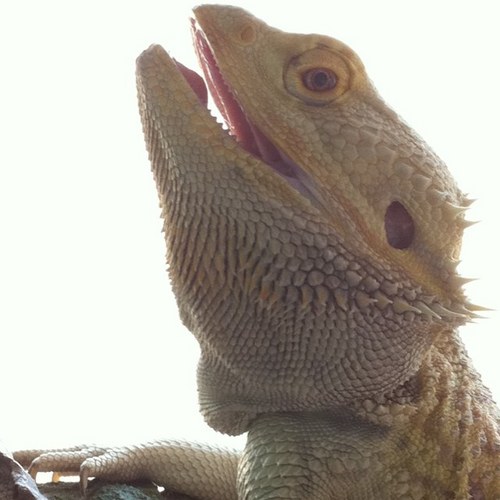 oO_Sal_Oo's profile picture. Geek, Gamer, Snowboarder.