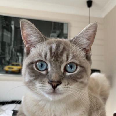 I’m Oscar, 4 years old, a ragdoll and British shorthair mix. I’m a cheeky, lovable character. I live in the U.K. with my dad.