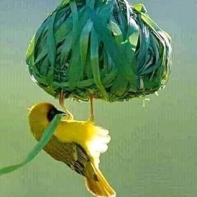 GolbertK's profile picture. Don't raise your voice, improve your argument.-My twits are my own views & do not engage my Employer or anybody else.