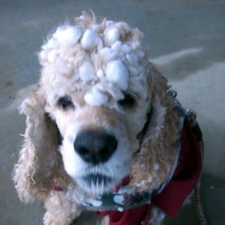 天国の主人と虹の橋を渡ったりゅう（アメコカ犬）🐩🌈難聴の私と気ままな娘 両耳進行性難聴で補聴器をしています。恐らく若年発症型両側性感音難聴。音楽聞くこと、ピアノ弾くことが大好きなので難聴でも諦めたくない。難聴、手話、子育て、ピアノ、音楽、ペット・自死遺族など繋がれたら嬉しいです。ひとり娘は小5🏫