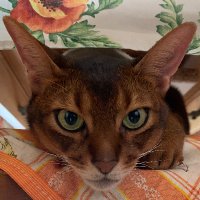 Pol (@polnsf) 's Twitter Profile