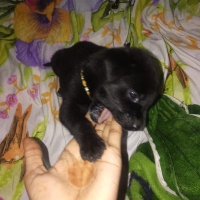 theonlydaizy's profile picture. Loves Git Bash