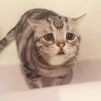 かな (@nyaa_0004) 's Twitter Profile