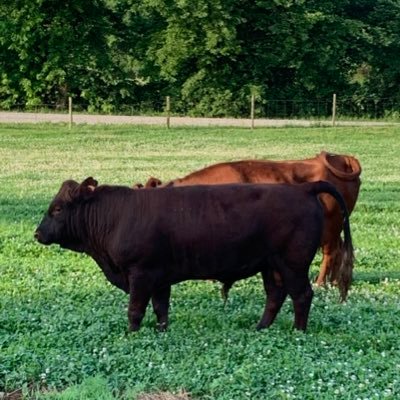 Specializing in grass fed Dexter Cattle, Grass Hay and Wheat. Cow calf pairs, Quality milk cows and Quality beef available.