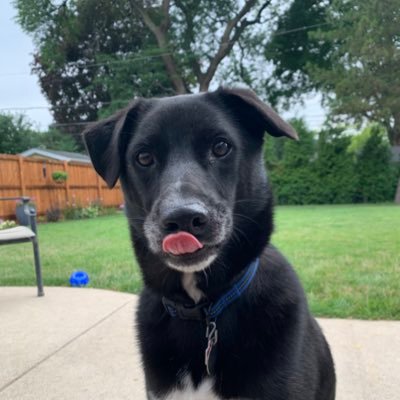 LosaccoJ's profile picture. 