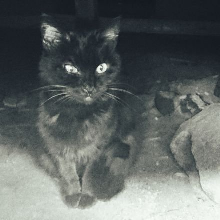 mari_kome's profile picture. 民主主義とその主義者には愛想が尽きました。
立憲君主制、内務省復活支持。