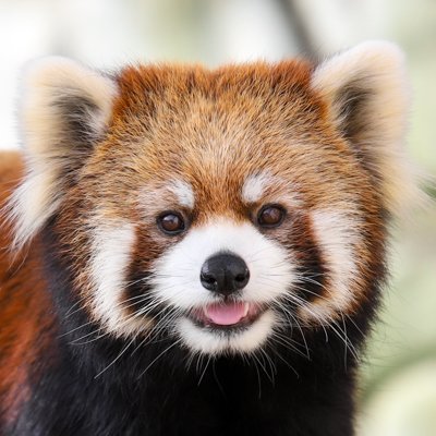 レッサーパンダが好き。
推しが死亡したので惰性で生きています。
愛車はロードスターRF ホームZOOは #遊亀公園附属動物園
