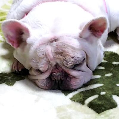 dangangugukoku1's profile picture. おおさか えむいち 基本適当