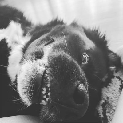 lazypaycents's profile picture. Animals General News Memes Weather Her She