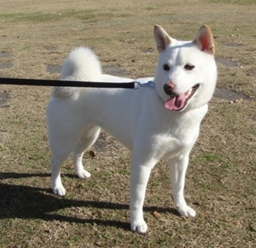 横浜生まれ、横浜育ち。柴犬大好き。プロフ写真の白柴2025/8/30天国へ（17歳9ヶ月）。2015,11月突発性難聴に。2025.9月逆の耳も突発性難聴に😭でも、トロンボーン吹いてます。 横浜ベイスターズ応援してます!!ロペス愛が止まらない。リコーダーアンサンブルも始めました♪