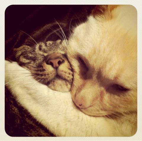 bettisyk's profile picture. 臨床心理士&保育士です。二歳の娘と夫と二匹の猫と暮らしています。お笑い、活字、夏フェス、猫雑貨作り、深夜ラジオ。慢性的なライブ貧乏。