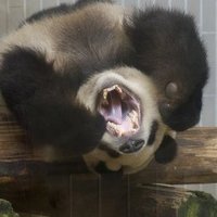 Pandietta (@pandietta) 's Twitter Profile
