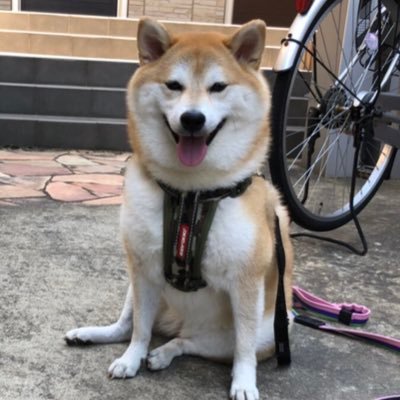 柴犬定春 Sadaharu4725 Twitter