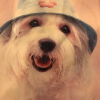 Boo’sStar (@dfbryant22) 's Twitter Profile