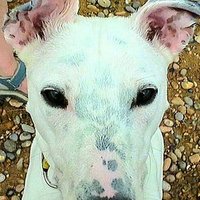 Vantiveman_DCFC (@vantivemandcfc) 's Twitter Profile