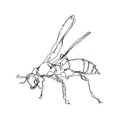 cicada_wasp's profile picture. they/them