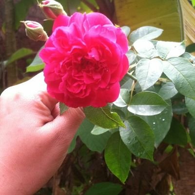 SilaZoella's profile picture. Introvert