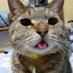 Shiva (@shiva73386783) Twitter profile photo Shiva (@shiva73386783) Twitter profile photo