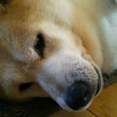 シバノフ 久々のサバゲー動画 今回は動画撮れたからよかった でもいい加減スマホ で撮影は危ないからgopro 買わないとな でもすぐ編集できるから楽なんだよねぇ サバゲー サバゲーマーと繋がりたい サントピアウォーズ サントピアワールド