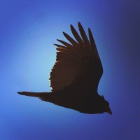 Angie (@angi) 's Twitter Profile