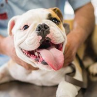 Tailwag Technologies (@tailwag_tech) 's Twitter Profile