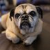 Indiana (@indiana_pug) Twitter profile photo Indiana (@indiana_pug) Twitter profile photo