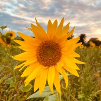 Binnur Biene (@binnurbiene) Twitter profile photo