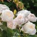 Desdemona Rose Garden (@desdemonaroseg) Twitter profile photo Desdemona Rose Garden (@desdemonaroseg) Twitter profile photo