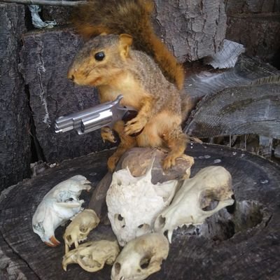 leftover armed squirrel (@squirrel_armed) / X