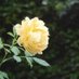Marsha Brown (@whats_in_bloom) Twitter profile photo
