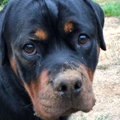 Rottweiler mom for life. Gardner. Reader. If you are a dog I will follow you; cats, goats and pigs too. Be kind or be ignored.❤️