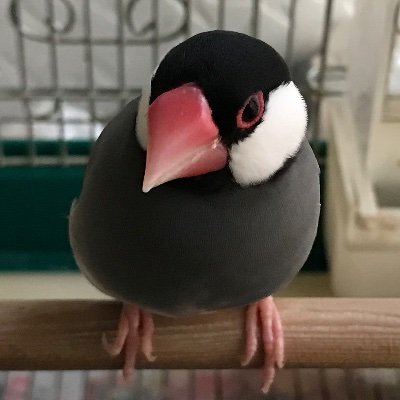 ofrarmtee5aayqp's profile picture. 文鳥と宝塚歌劇と少女小説とターャジスを愛でています。観劇はムラメインで四半世紀が経過しました。遊ぶ金欲しさに健気に働く毎日です。