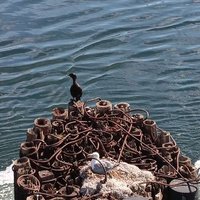 Spectis (@spectiis) 's Twitter Profile