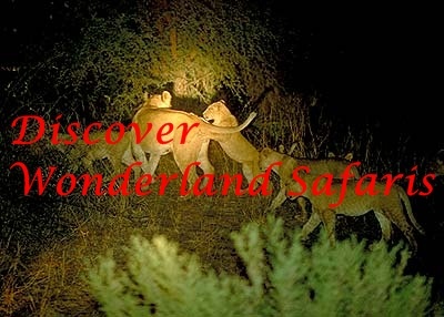 I am a tour guide with Discover Wonderland Safaris.
