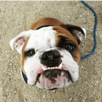 Rocko The Stud (@studrocko) 's Twitter Profile