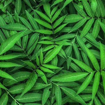 ChakBasu's profile picture. Father, Husband, Son, brother, Scientist, aspiring trader, activist, philanthropist. None of my tweets are investment advice.