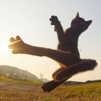 Euler's Kat (@eulerskat) 's Twitter Profile