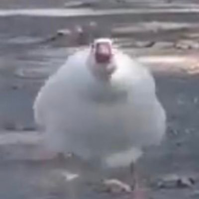 NSynarchy's profile picture. I post cringe and hope for virtual validation