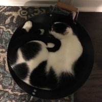 Jasmine Randel (@moontear9870) 's Twitter Profile