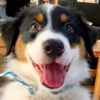しがしが (@kyle_kiwi_) 's Twitter Profile Photo しがしが (@kyle_kiwi_) 's Twitter Profile Photo
