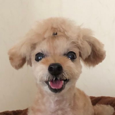 ta_bo_0224's profile picture. MOTU DP、Propellerhead REASON、Fender、Ovation、矢沢永吉、ワンコ、Apple製品、音楽が大好きです！