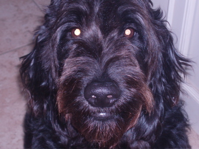 I am a Labradoodle who loves hanging out with my buddy Scrappy and my people.