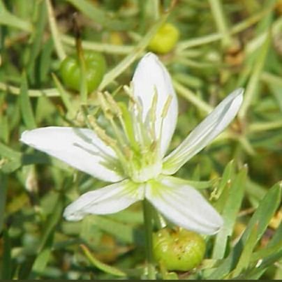 ferdenminennas's profile picture. TARGET TRUTH