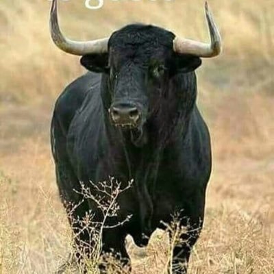 anjellomrn69's profile picture. Mon epouse me manque elle nous a quitté le 27/11/2015 il me reste mon fils Mateo mon enfant que Jaime et Jehovah Dieu ramènera mon épouse le jour J