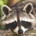 Premiere_Raccoon【WGJ公認CC】 (@PremiereRaccoon) Twitter profile photo Premiere_Raccoon【WGJ公認CC】 (@PremiereRaccoon) Twitter profile photo