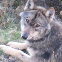 Enigma- LLIBERTAT PRESOS POLÍTICS 🎗 🎗 🎗 (@enigmaathomee) 's Twitter Profile