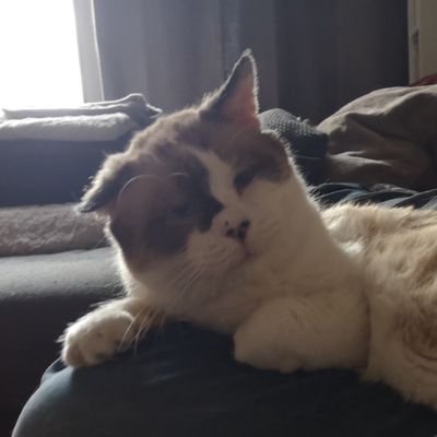 SchrdingerErwi1's profile picture. 