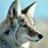 nolacoyote's profile image