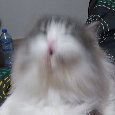 LittleFrenchFr1's profile picture. A spicy french frog obsessed with Nutella just trying to get through being an adult in Berlin