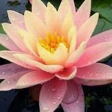 kay_lynn321's profile picture. Woman, wife, Mom and Yellow Lab enthusiast. Protect women and children from the harm on the left. Where did all the good Democrats go?